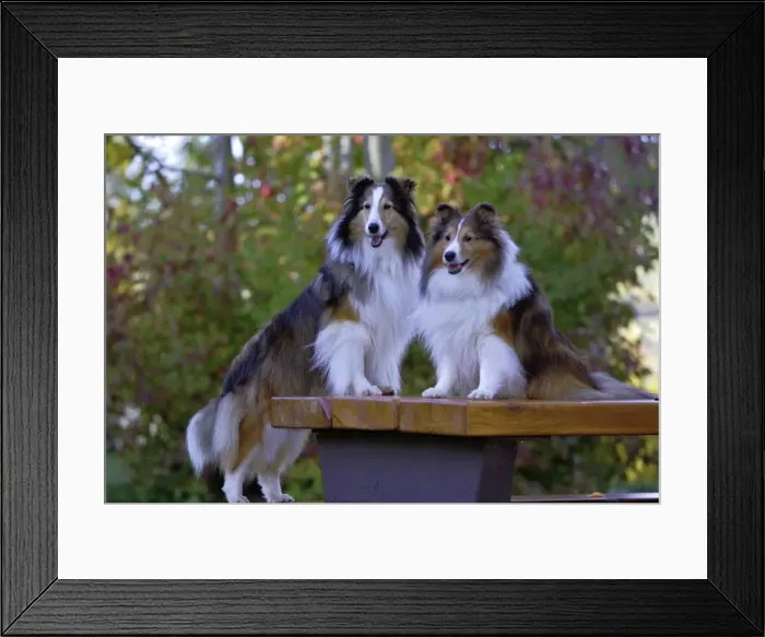Framed Print : Picture No. 10873874 Framed Print : Picture No. 10873874