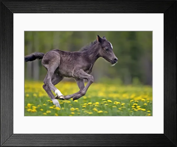 Framed Print : Picture No. 10872614 Framed Print : Picture No. 10872614