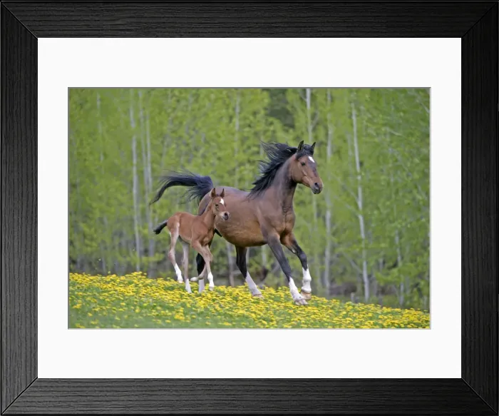 Framed Print : Picture No. 10872595 Framed Print : Picture No. 10872595
