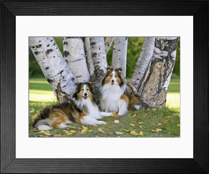 Framed Print : Picture No. 10873872 Framed Print : Picture No. 10873872