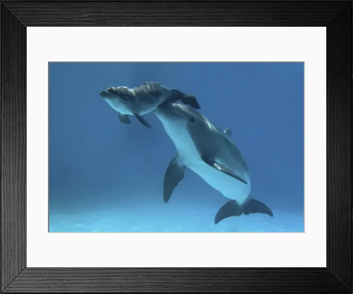 Framed Print : Picture No. 10872271 Framed Print : Picture No. 10872271