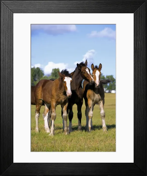 Framed Print : Picture No. 10873893 Framed Print : Picture No. 10873893