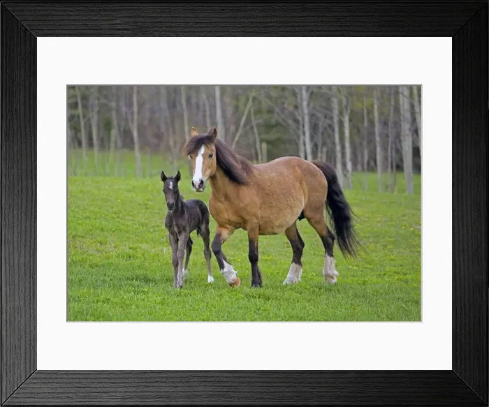 Framed Print : Picture No. 10872593 Framed Print : Picture No. 10872593