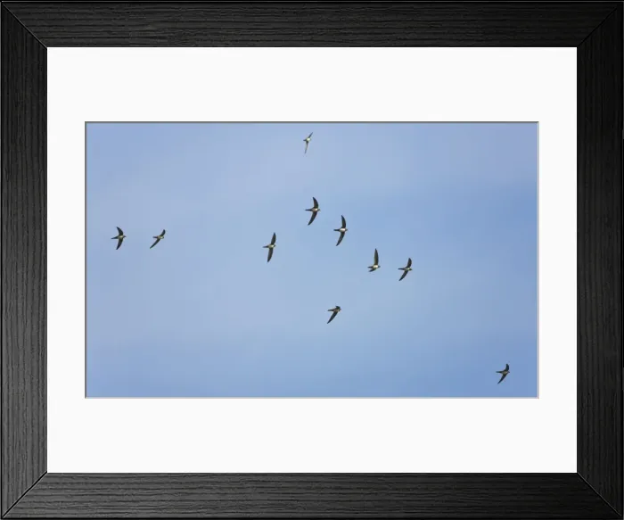 Framed Print : Picture No. 10876384 Framed Print : Picture No. 10876384