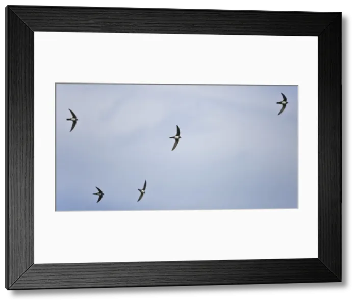 Framed Print : Picture No. 10876383 Framed Print : Picture No. 10876383