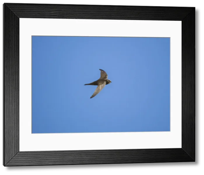 Framed Print : Picture No. 10876399 Framed Print : Picture No. 10876399