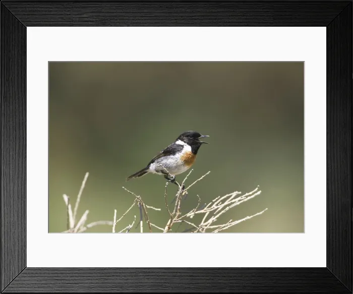 Framed Print : Picture No. 10876368 Framed Print : Picture No. 10876368