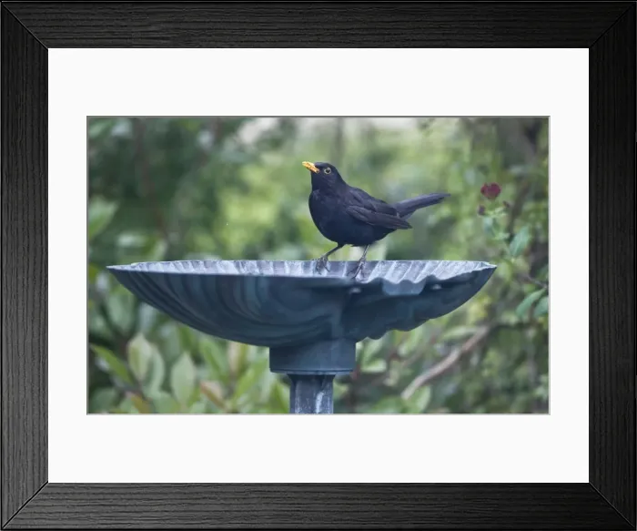 Framed Print : Picture No. 10876392 Framed Print : Picture No. 10876392