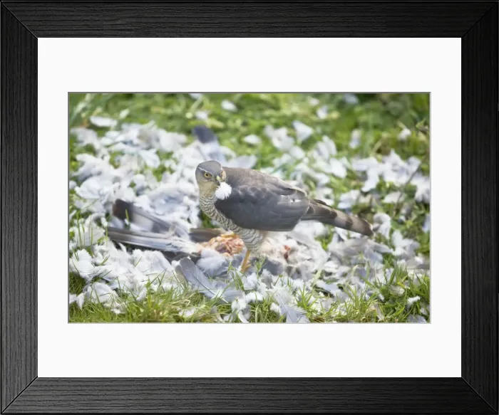 Framed Print : Picture No. 10876435