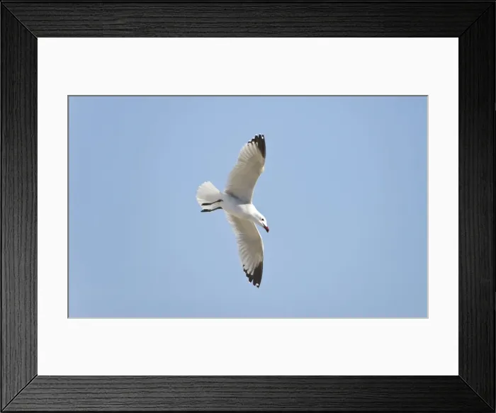 Framed Print : Picture No. 10876371 Framed Print : Picture No. 10876371