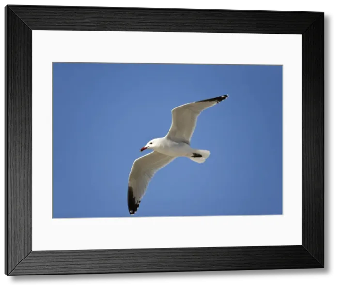 Framed Print : Picture No. 10876370