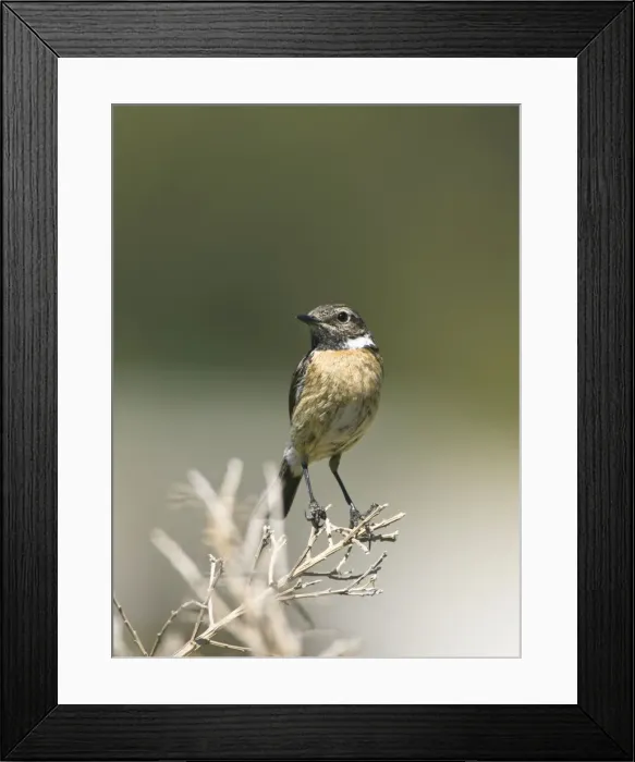Framed Print : Picture No. 10876366 Framed Print : Picture No. 10876366
