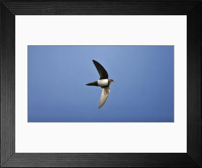 Framed Print : Picture No. 10876373 Framed Print : Picture No. 10876373