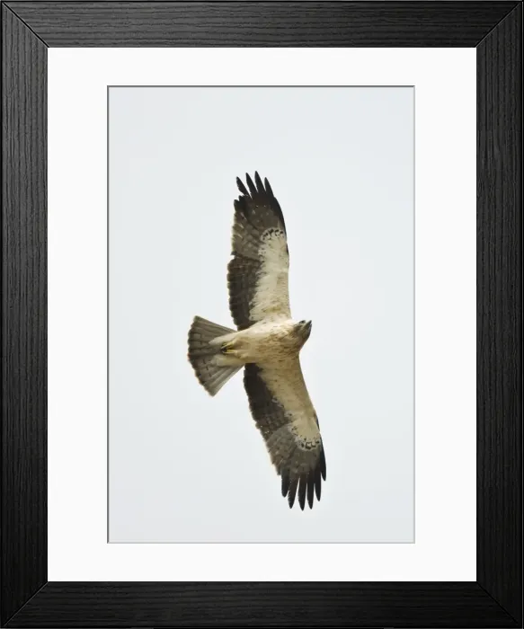 Framed Print : Picture No. 10876395 Framed Print : Picture No. 10876395