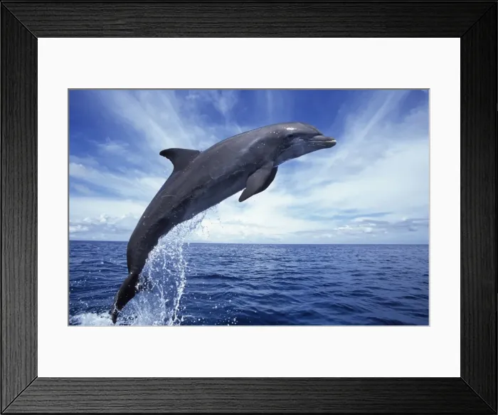 Framed Print : Picture No. 10877181 Framed Print : Picture No. 10877181