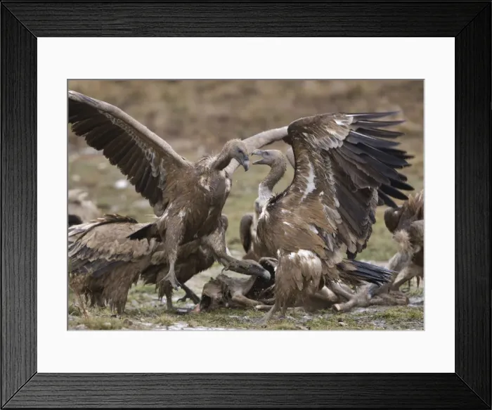 Framed Print : Picture No. 10880383 Framed Print : Picture No. 10880383