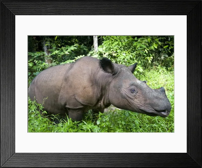 Framed Print : Picture No. 10880356 Framed Print : Picture No. 10880356
