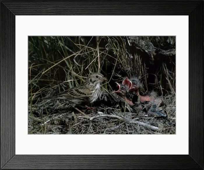 Framed Print : Picture No. 10880634 Framed Print : Picture No. 10880634