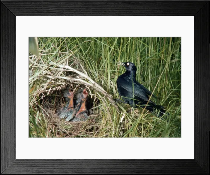 Framed Print : Picture No. 10879740 Framed Print : Picture No. 10879740