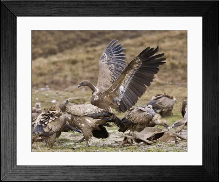Framed Print : Picture No. 10880381 Framed Print : Picture No. 10880381