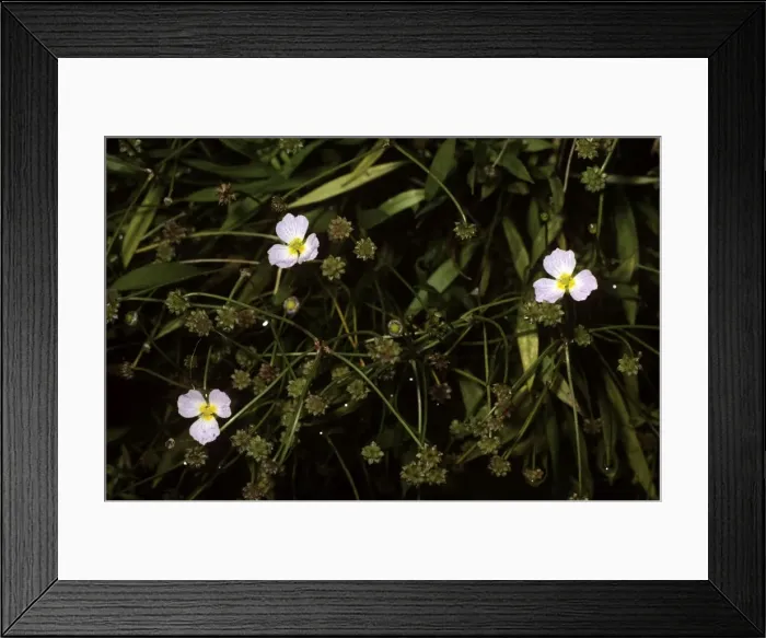 Framed Print : Picture No. 10880643 Framed Print : Picture No. 10880643