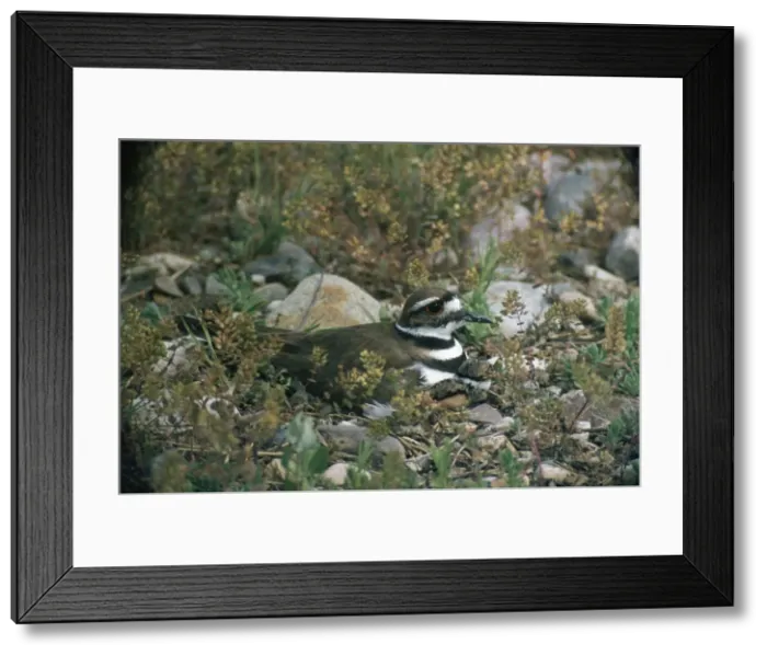 Framed Print : Picture No. 10877340 Framed Print : Picture No. 10877340
