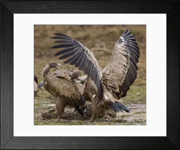 Framed Print : Picture No. 10880384 Framed Print : Picture No. 10880384