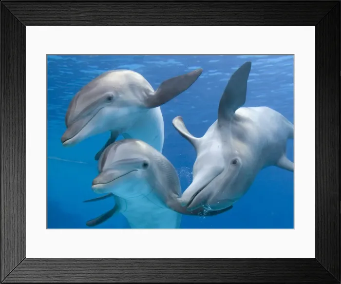 Framed Print : Picture No. 10877183 Framed Print : Picture No. 10877183