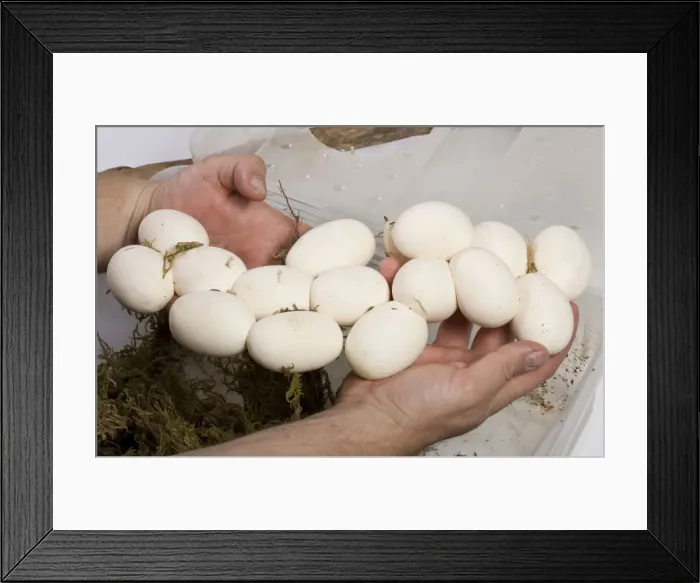 Framed Print : Picture No. 10879441 Framed Print : Picture No. 10879441