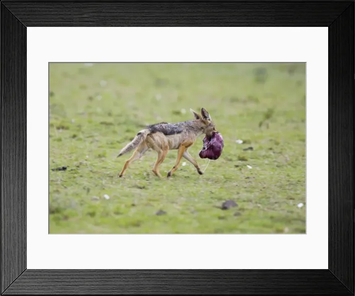 Framed Print : Picture No. 10880103 Framed Print : Picture No. 10880103