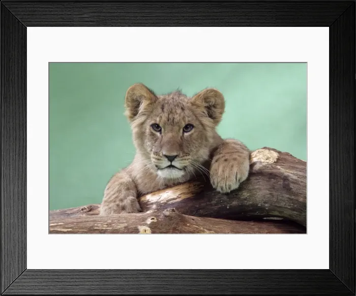 Framed Print : Picture No. 10877182 Framed Print : Picture No. 10877182