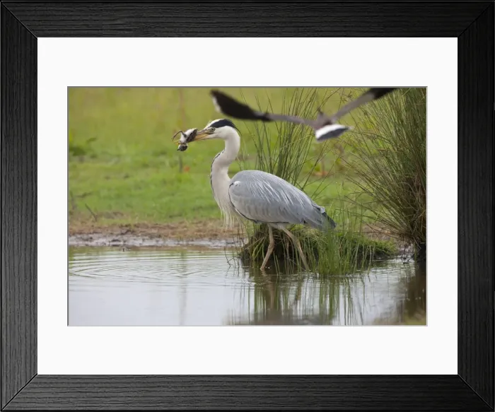 Framed Print : Picture No. 10877463