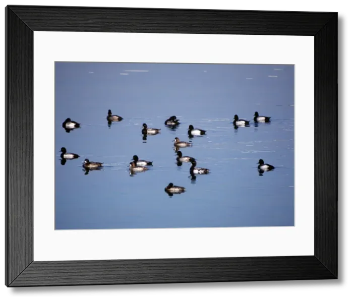 Framed Print : Picture No. 10879772 Framed Print : Picture No. 10879772