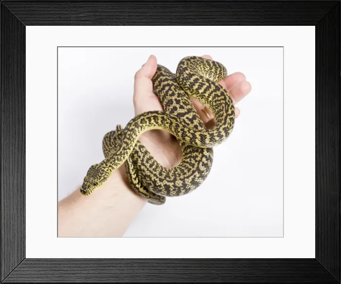 Framed Print : Picture No. 10879436 Framed Print : Picture No. 10879436