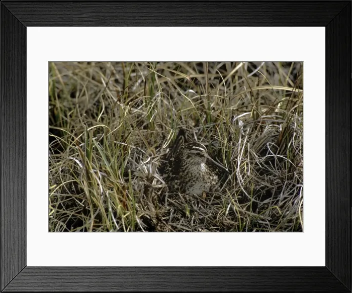 Framed Print : Picture No. 10880633