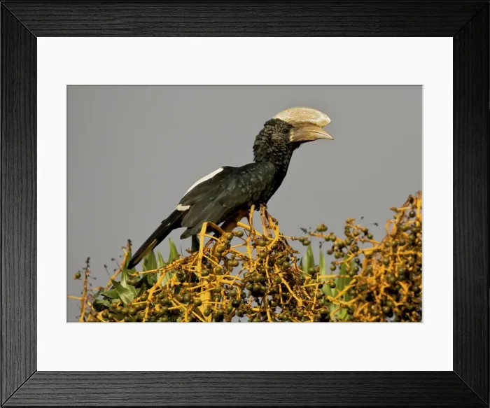 Framed Print : Picture No. 10877677 Framed Print : Picture No. 10877677
