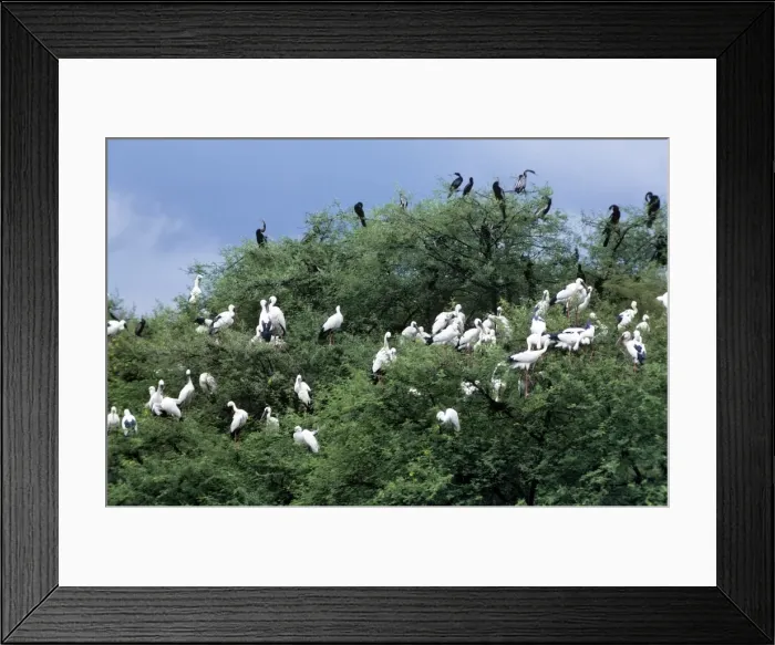 Framed Print : Picture No. 10879770 Framed Print : Picture No. 10879770