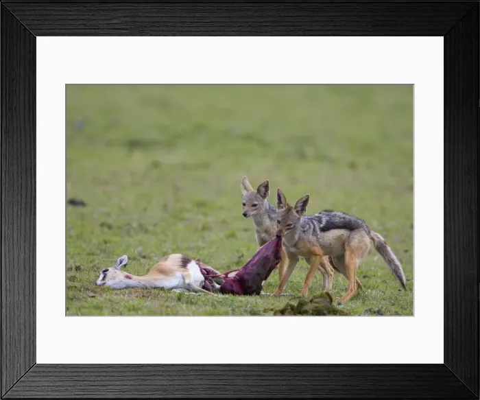 Framed Print : Picture No. 10880102 Framed Print : Picture No. 10880102