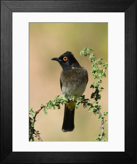 Framed Print : Picture No. 10880646 Framed Print : Picture No. 10880646