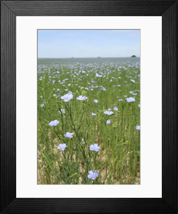 Framed Print : Picture No. 10877559 Framed Print : Picture No. 10877559