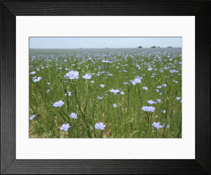 Framed Print : Picture No. 10877560 Framed Print : Picture No. 10877560