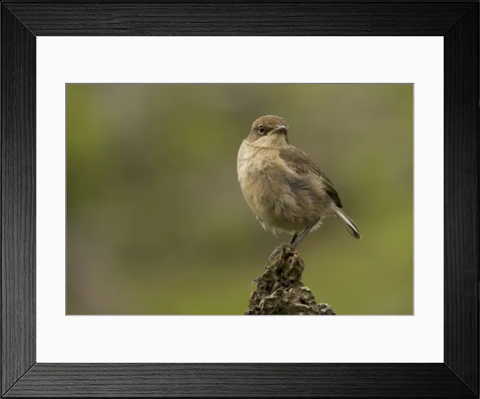 Framed Print : Picture No. 10877686 Framed Print : Picture No. 10877686