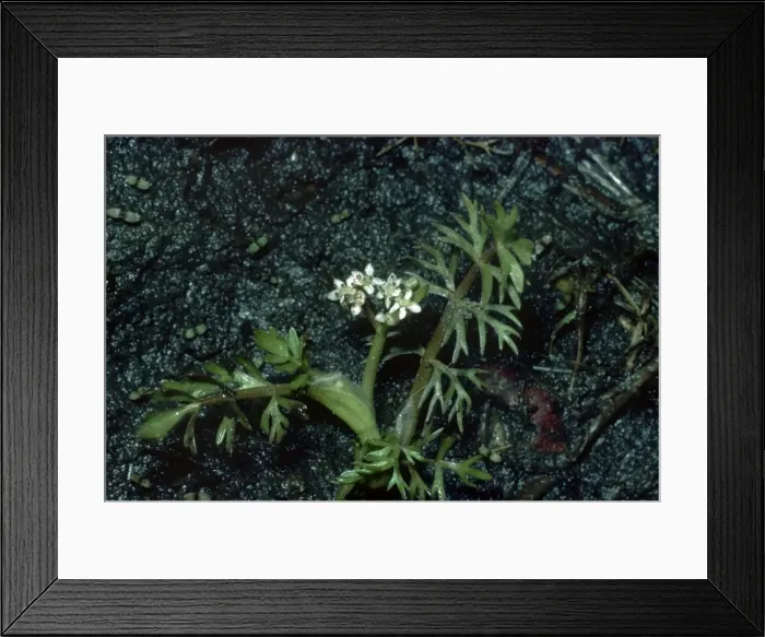 Framed Print : Picture No. 10879774 Framed Print : Picture No. 10879774