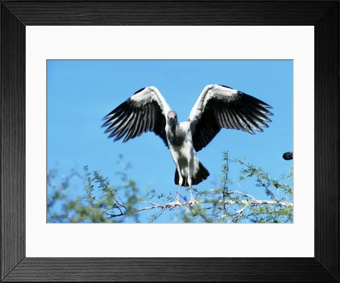 Framed Print : Picture No. 10879769 Framed Print : Picture No. 10879769