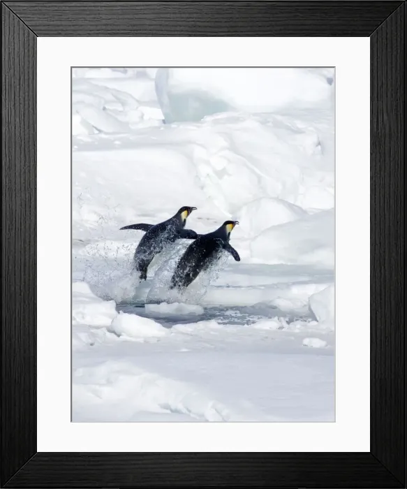 Framed Print : Picture No. 10880234 Framed Print : Picture No. 10880234