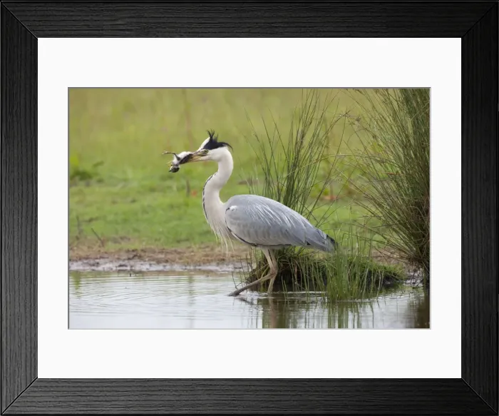 Framed Print : Picture No. 10877462 Framed Print : Picture No. 10877462