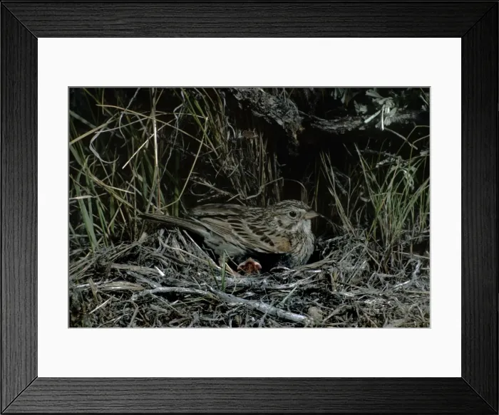 Framed Print : Picture No. 10880635 Framed Print : Picture No. 10880635