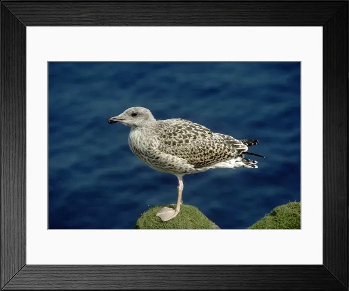 Framed Print : Picture No. 10877329 Framed Print : Picture No. 10877329