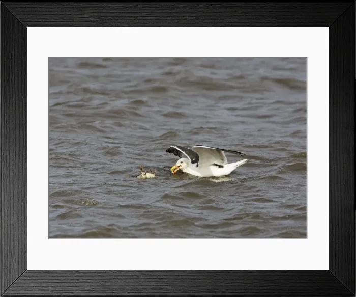 Framed Print : Picture No. 10877436 Framed Print : Picture No. 10877436