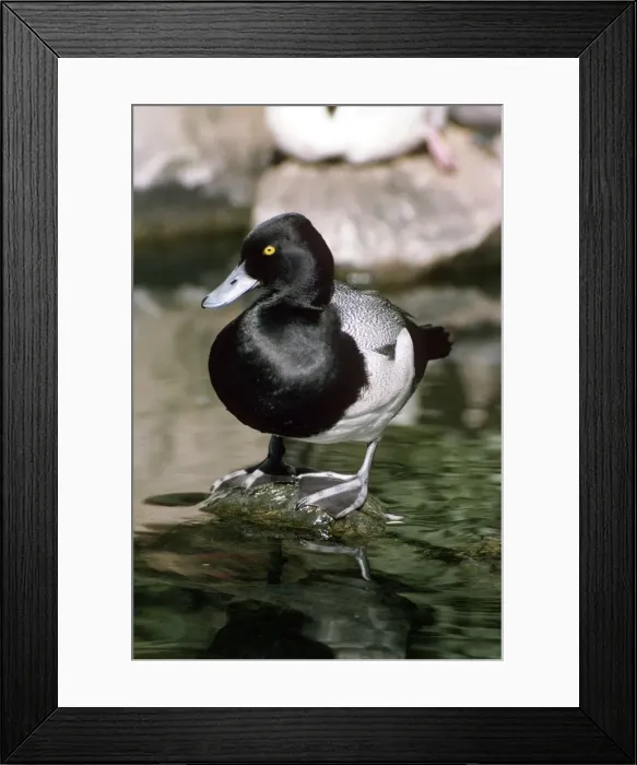 Framed Print : Picture No. 10879771 Framed Print : Picture No. 10879771